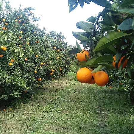 Gli Aranci Dell'etna